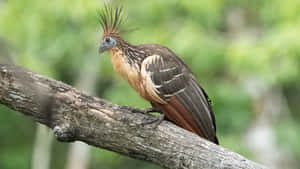 Hoatzin_ Bird_ Perched_on_ Branch.jpg Wallpaper