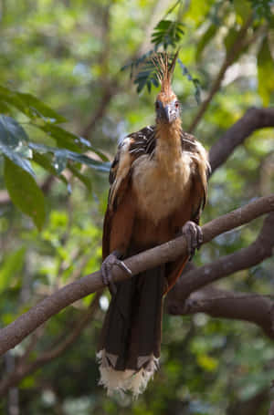 Hoatzin_ Bird_ Perched_on_ Branch.jpg Wallpaper