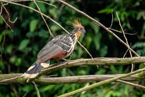 Hoatzin_ Bird_ Perched_on_ Branch.jpg Wallpaper