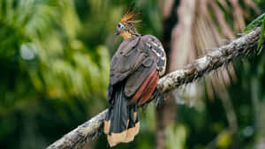 Hoatzin Bird Perchedon Branch Wallpaper