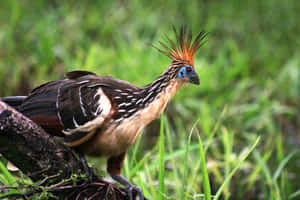 Hoatzin Bird Perchedon Branch Wallpaper