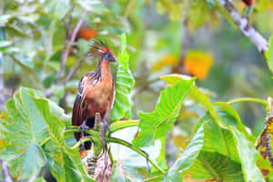 Hoatzin Bird Perchedon Branch Wallpaper