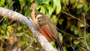 Hoatzin Bird Perchedon Branch Wallpaper