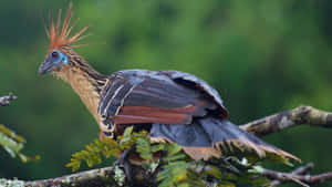 Hoatzin Bird Perchedon Branch Wallpaper