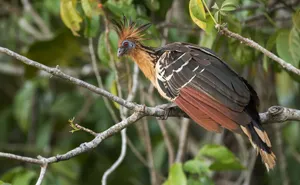 Hoatzin Bird Perchedon Branch Wallpaper