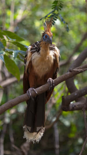 Hoatzin Bird Perchedon Branch Wallpaper