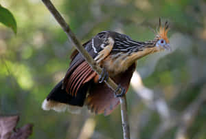 Hoatzin Bird Perchedon Branch Wallpaper