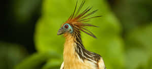 Hoatzin Bird Portrait Wallpaper