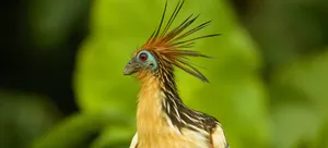 Hoatzin Bird Portrait Wallpaper
