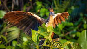 Hoatzin Bird Spreading Wings Wallpaper