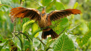 Hoatzin_ Bird_ Spreading_ Wings Wallpaper