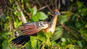 Hoatzin Birdin Natural Habitat Wallpaper