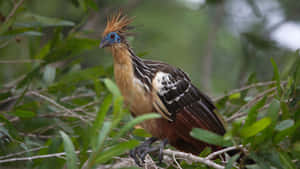 Hoatzin Birdin Natural Habitat Wallpaper