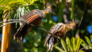 Hoatzin Birds Perching Branch Wallpaper