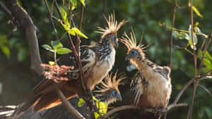 Hoatzin Birds Perching Branch Wallpaper