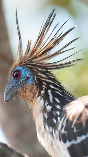 Hoatzin Close Up Portrait Wallpaper