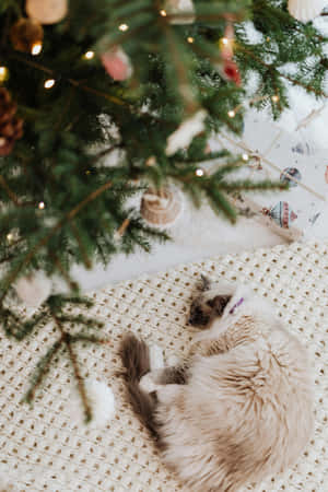 Holiday Cat Napping Under Christmas Tree.jpg Wallpaper