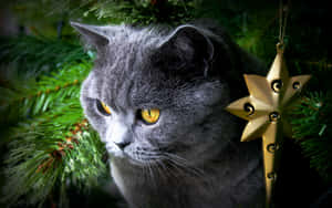 Holiday Feline Amongst Pines.jpg Wallpaper