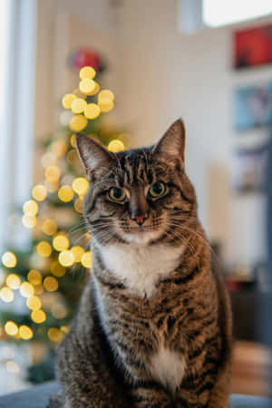 Holiday Feline Festive Spirit.jpg Wallpaper