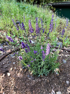 Home Decor Featuring A Bed Of Lavender And Blue Tones Wallpaper