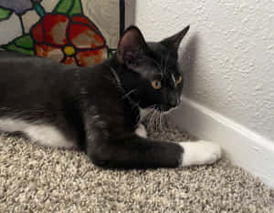 Homely European Shorthair Cat Lounging Wallpaper