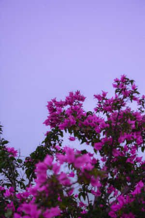 Homeopathic Bougainvillea Flowers Wallpaper