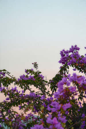 Homeopathic Bougainvillea Plant Wallpaper