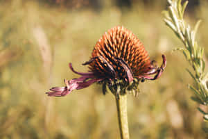 Homeopathic Echinacea Hd Wallpaper