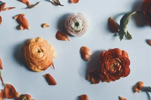 Homeopathic Flower Petals Wallpaper