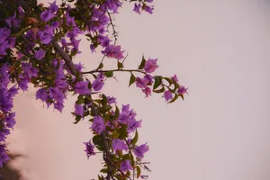 Homeopathic Medicine From Bougainvillea Spectabilis Wallpaper