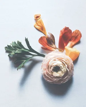 Homeopathic Persian Buttercup Plant Wallpaper