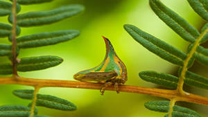 Honduras Green Patterned Butterfly Wallpaper