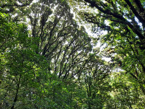 Honduras Lush Forest Wallpaper