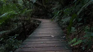 Honduras Path To Forest Wallpaper