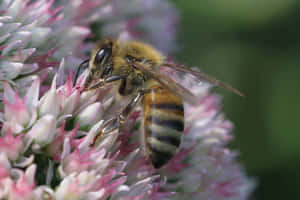 Honeybeeon Pink Flower Macro Wallpaper