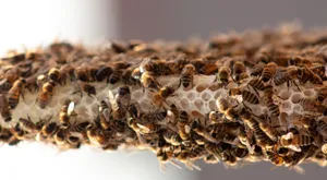 Honeycomb Side View Wallpaper