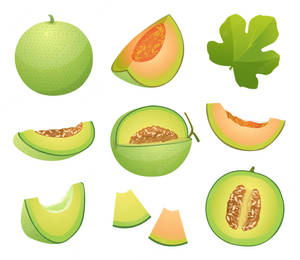 Honeydew Melon Illustration Wallpaper