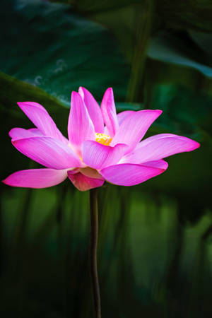 Honglingjin Lotus Flower Wallpaper