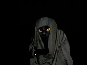 Hooded Cat Awesome Animal Wallpaper