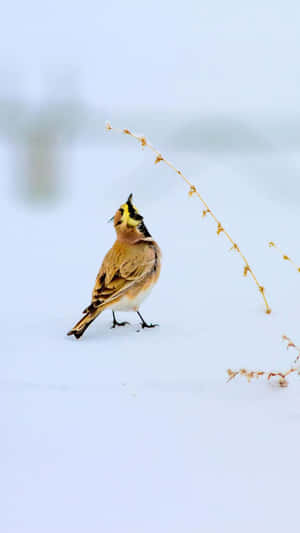 Horned Larkin Winter Wonderland Wallpaper