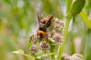 Hornet Feedingon Flower Nectar Wallpaper