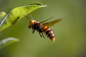 Hornet In Flight Green Backdrop.jpg Wallpaper