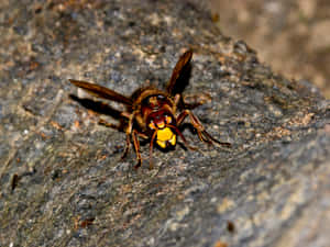 Hornet_on_ Rock_ Texture Wallpaper