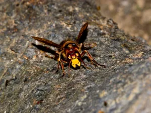 Hornet_on_ Rock_ Texture Wallpaper