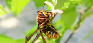 Hornet Perchedon Leaf Wallpaper