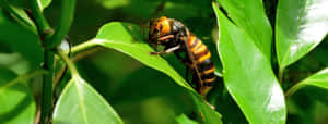 Hornet_ Resting_on_ Green_ Leaf Wallpaper