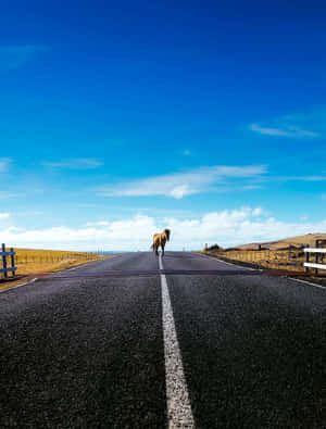 Horse Cute Animal Crossing Long Shot Wallpaper