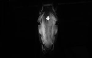 Horse Face Dark Portrait Wallpaper