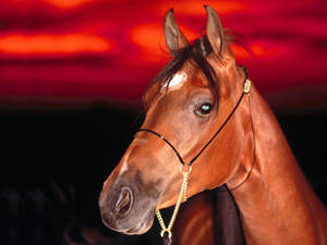 Horse Face In Red Wallpaper