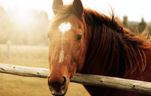 Horse Face On A Fence Wallpaper